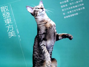 Cat's Life - Hong Kong Magazine Interview