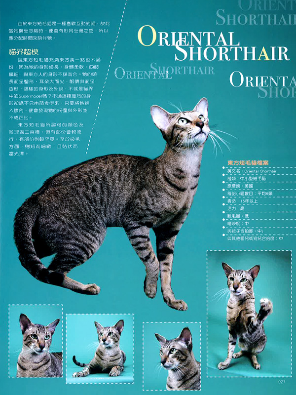 Cat's Life - Hong Kong Magazine Interview