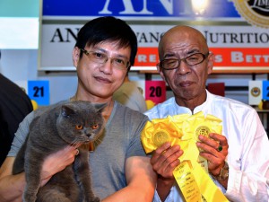 SCC Cat Show