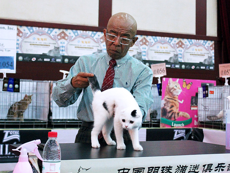 Beijing Cat Show