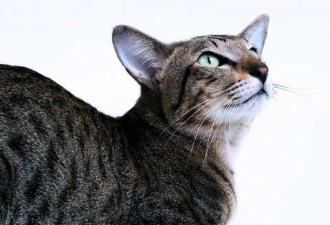 Oriental Shorthair