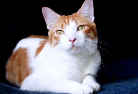 Japanese Bobtail