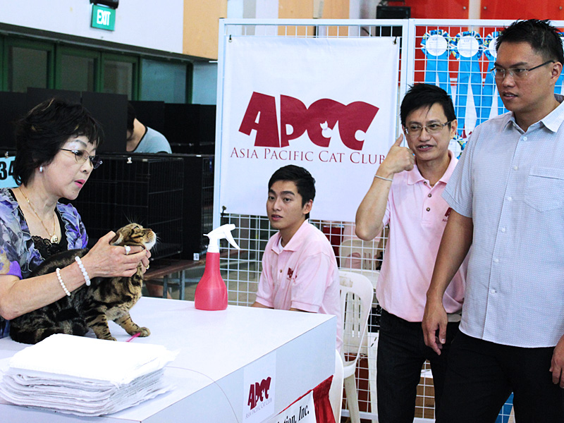 APCC Cat Show