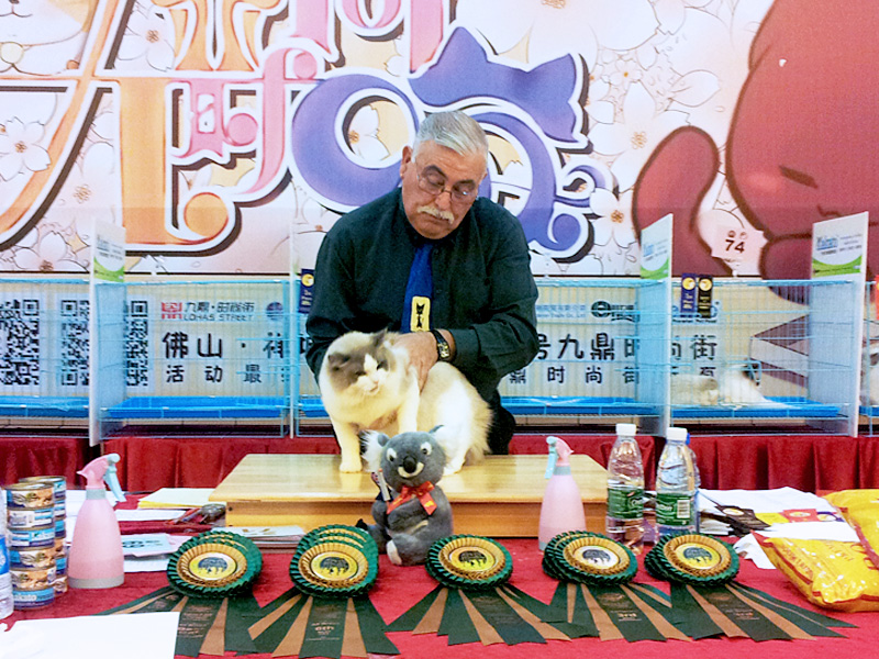 Guangdong Foshan, China Cat Show